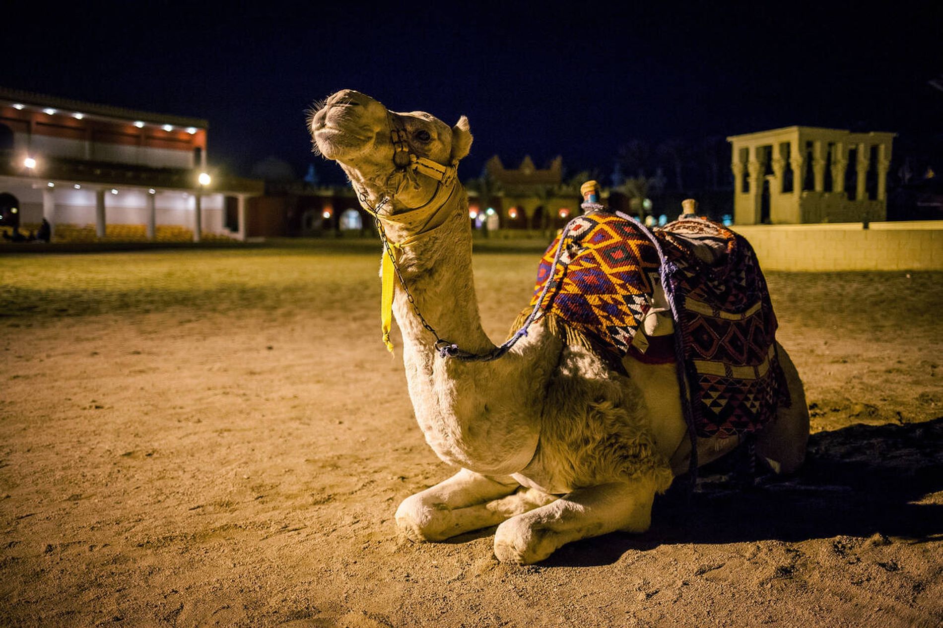 Camel Tented Dinner