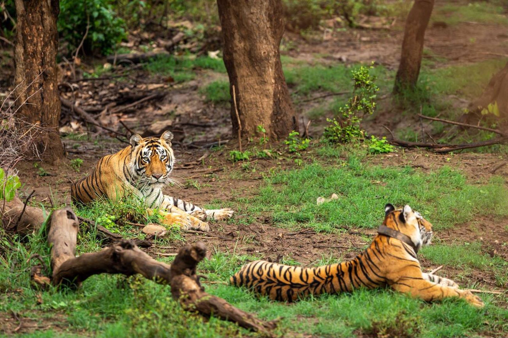 Sariska Fam Trip